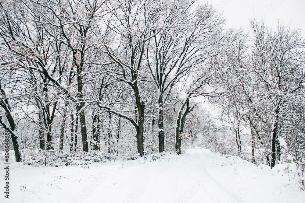 Winter trees, snowfall. Snowy weather in the forest Winter trees, snowfall. Snowy weather in the forest