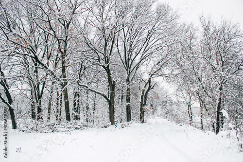 Winter trees  snowfall. Snowy weather in the forest