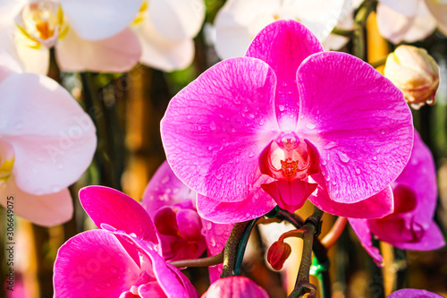 Pink phalaenopsis orchids flower patterns with water drops blooming in morning nature garden