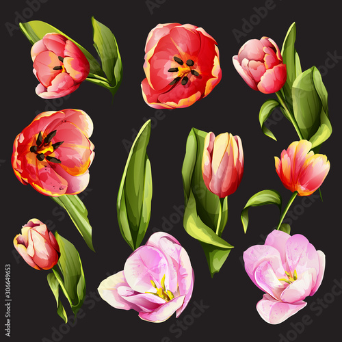 Flowers. Set of eight tulip buds. Watercolor. Can be used in design purpose. Hand drawn illustration  vector - stock.