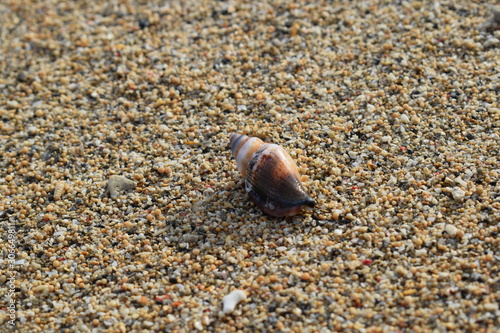 Conchiglie su una spiaggia di Bali in Indonesia. photo