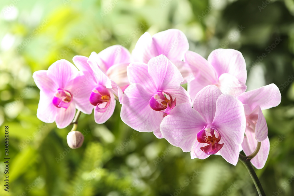 Branch of beautiful pink Phalaenopsis orchid on blurred background, closeup - obrazy, fototapety, plakaty 