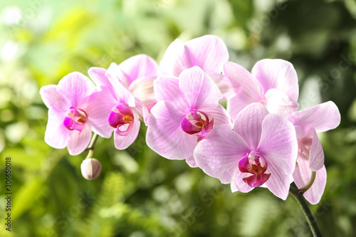 Branch of beautiful pink Phalaenopsis orchid on blurred background  closeup
