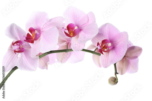 Branch of beautiful pink Phalaenopsis orchid isolated on white