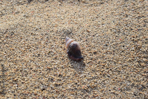 Conchiglie su una spiaggia di Bali in Indonesia. photo