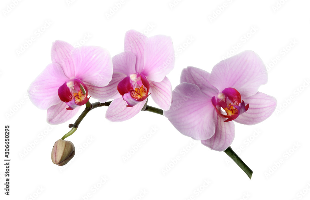 Branch of beautiful pink Phalaenopsis orchid isolated on white Branch of beautiful pink Phalaenopsis orchid isolated on white