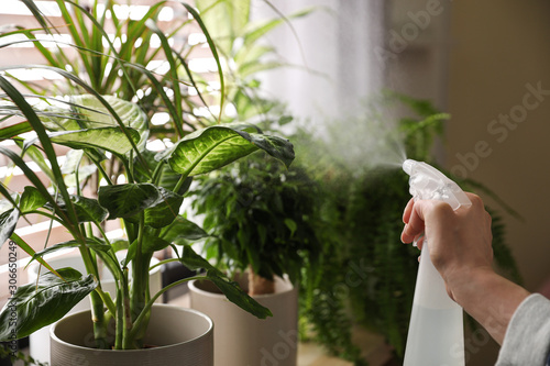 Fotografie Woman spraying plants near window at home, closeup