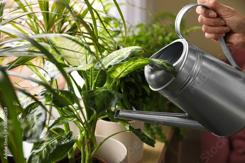 Fotografie Woman watering plants near window at home, closeup