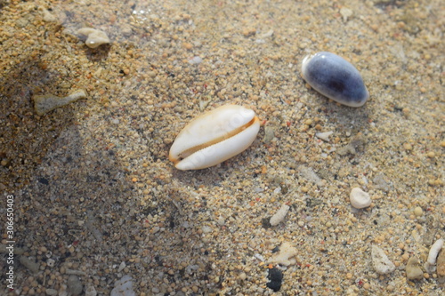 Conchiglie su una spiaggia di Bali in Indonesia.