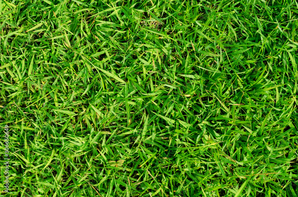 Green grass pattern and texture for background. Close-up Green grass pattern and texture for background. Close-up