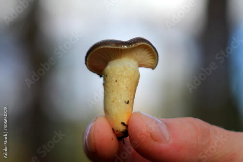 Hand holds a mushroom.