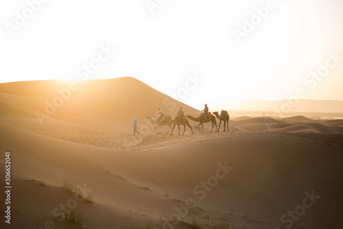 Dromedary camels strolling through the dunes of the Sahara desert during sunset.