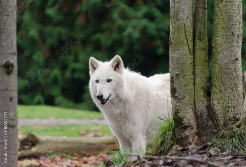 Grey wolf female with white fur behind tree trunk