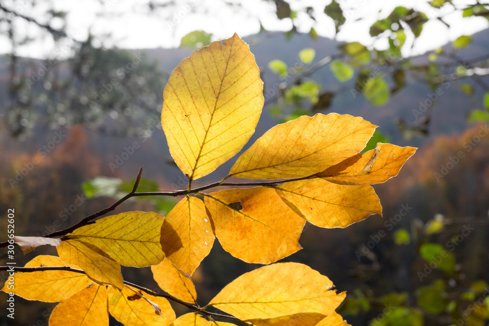 Yellow tree and beautiful light for taking photography Yellow tree and beautiful light for taking photography