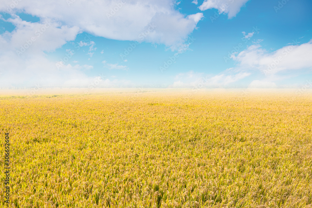 Under the blue sky and white clouds, the golden rice was heavy Under the blue sky and white clouds, the golden rice was heavy