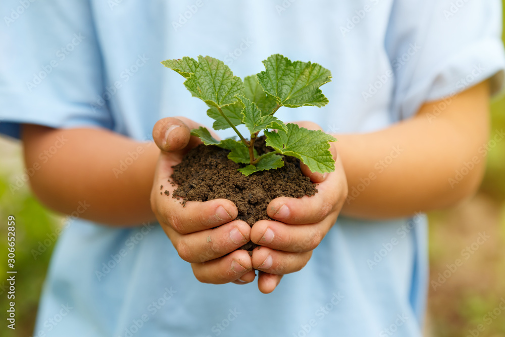 New life plant child hands holding tree nature living concept garden New life plant child hands holding tree nature living concept garden