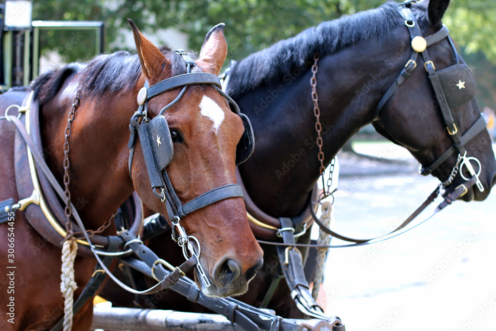 Obraz premium Brown Walking Horse