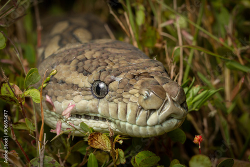 Python in the Grass