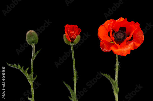 Poppy in three stages, from bud to blooming flower on a black background