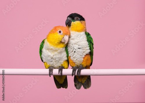 Canvas Print Two caique birds sitting together on a pink background