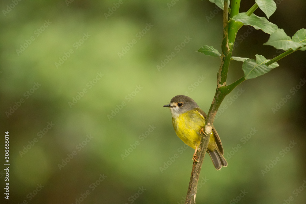 Fototapeta premium Pale-yellow Robin