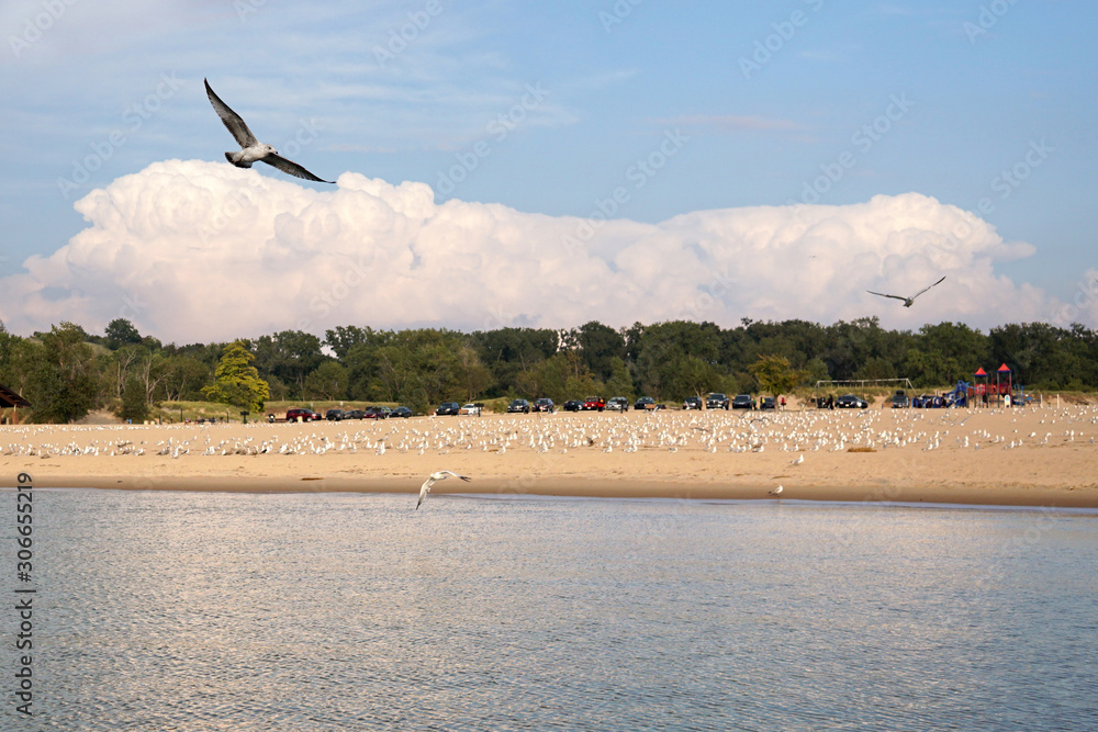 Flight of seagulls over the sunset Lake Michigan