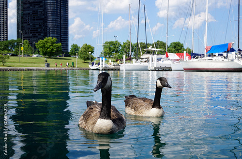 Big Wild ducks swimming close and looking to the camera