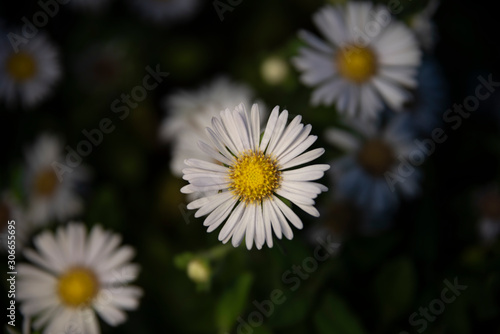 하얀 꽃