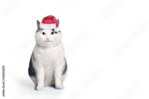 funny cat in santa hat and framed picture with copy space christmas post card photo