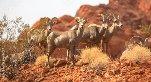 Wild goats at the desert, Valley of Fire National Park, Nevada photo