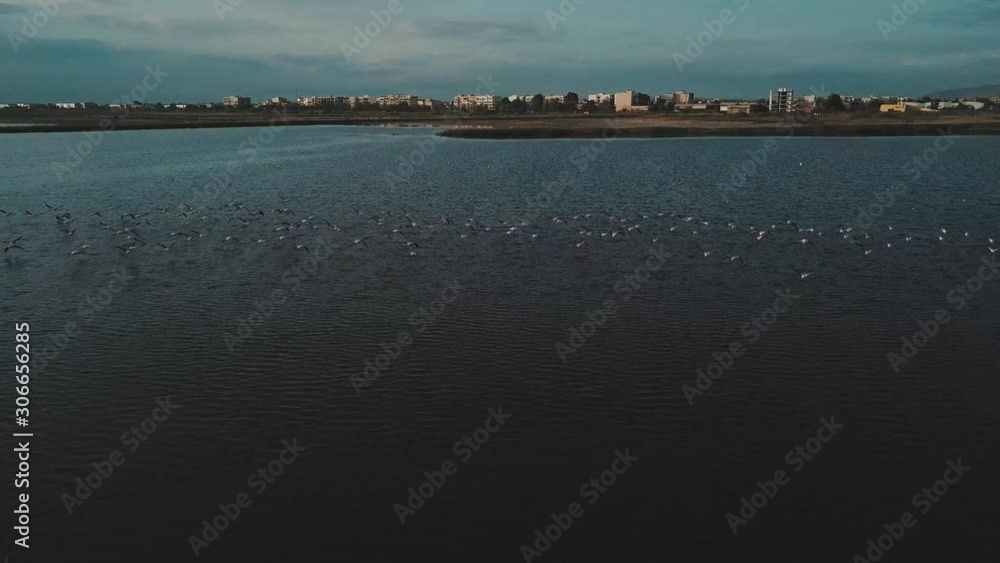 Flamingo flock flying low above large lake. Aerial tracking view of calm and peaceful flight from above. Flamingo flock flying low above large lake. Aerial tracking view of calm and peaceful flight from above.