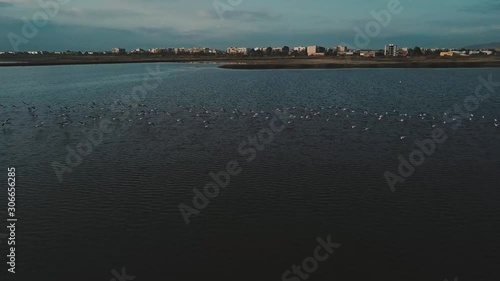 Wallpaper Mural Flamingo flock flying low above large lake. Aerial tracking view of calm and peaceful flight from above.  Torontodigital.ca