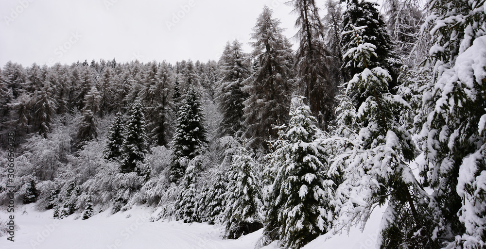 snow covered pine trees