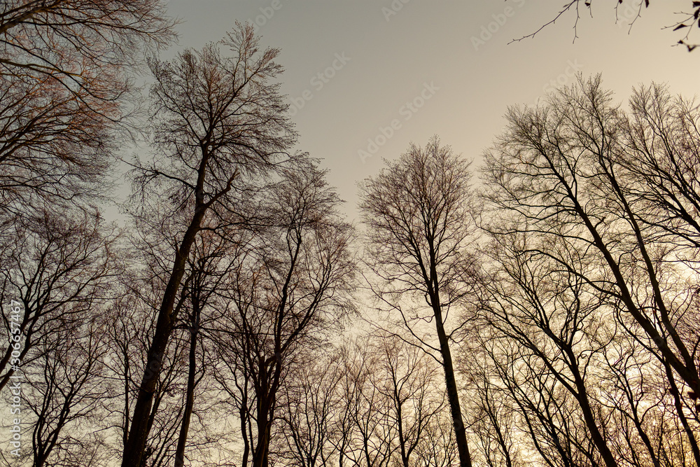 Silhouettes of tall beech trees against a cloudless sky in November. Silhouettes of tall beech trees against a cloudless sky in November.