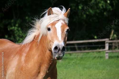 head portrait of a running haflinger horse on the paddock