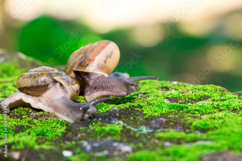 The snail mixed small species with medium sized bokehs.