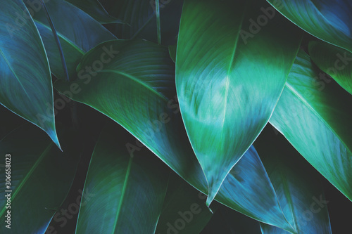 Tropical Foliage Leaves of Heliconia Plant in Dark Tone Color Natural Pattern Background