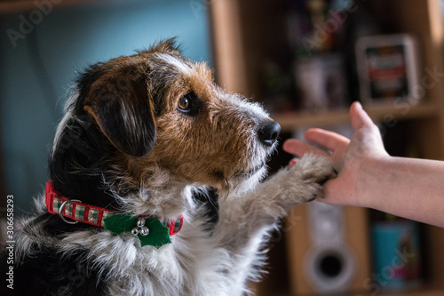 Mixed breed dog with a christmas collar giving a high five to a person at home