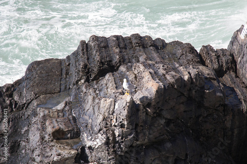 A gull on a rock with sea on background. © daisy_y