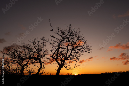 Sihouettes of bushes in the foreground, illuminated by orange sky with sun about to rise.