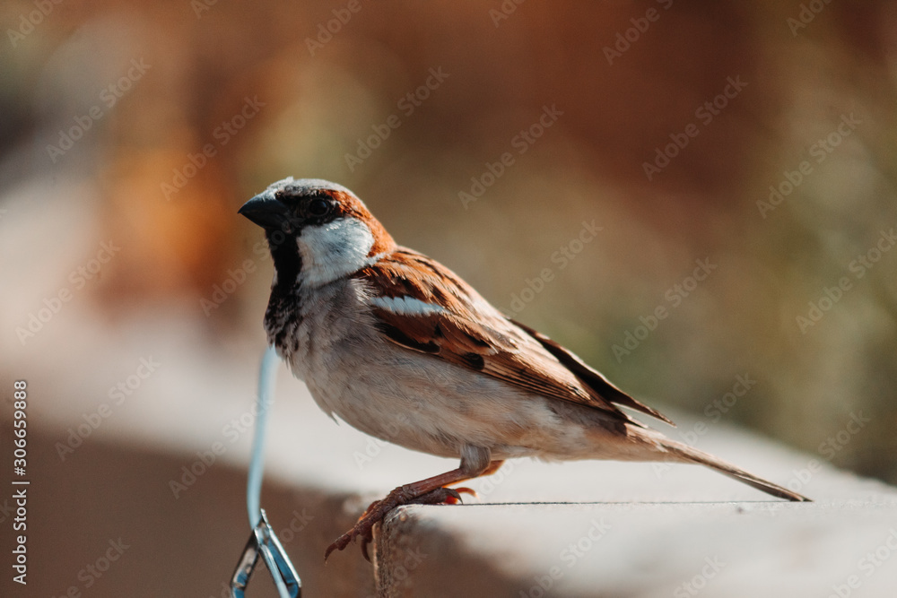 Closeup shot of a sparrow staring at the camera Closeup shot of a sparrow staring at the camera