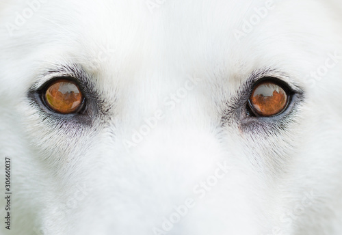 A close up shot of the face of a white Husky dog, showing amber coloured eyes, UK