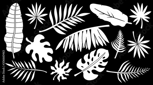 Leaves set. Tropical plants