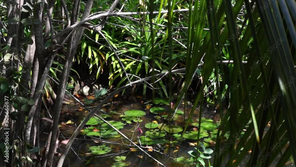 Shot of monkey climbing down tree over water in a rainforest Shot of monkey climbing down tree over water in a rainforest