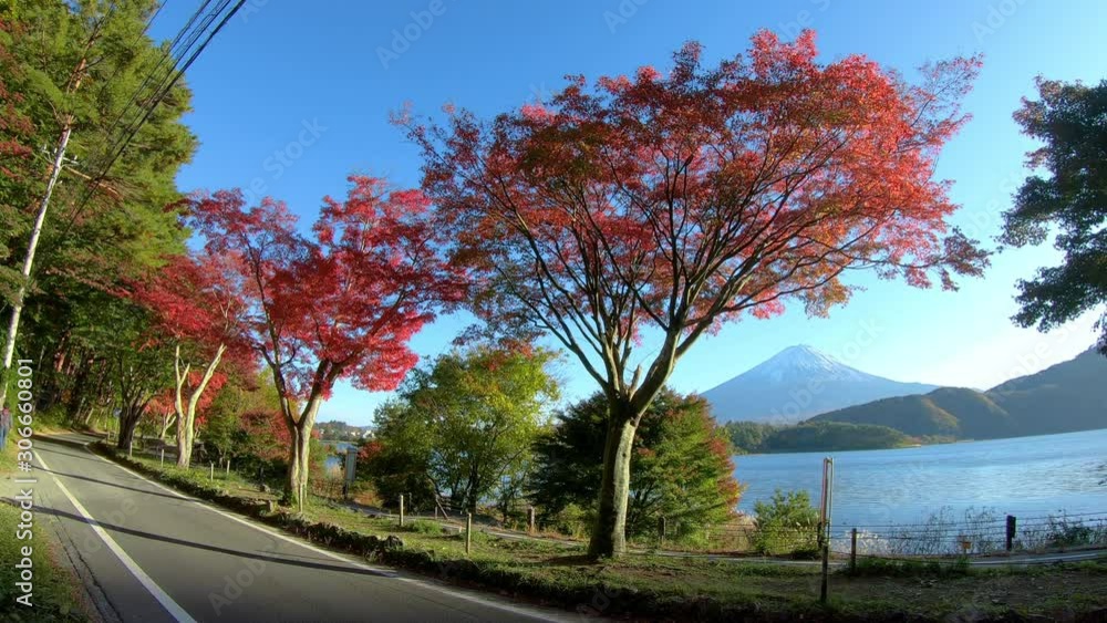 Avenue of maple trees, lake Kawaguchi and Japan volcano Mount Fuji Avenue of maple trees, lake Kawaguchi and Japan volcano Mount Fuji