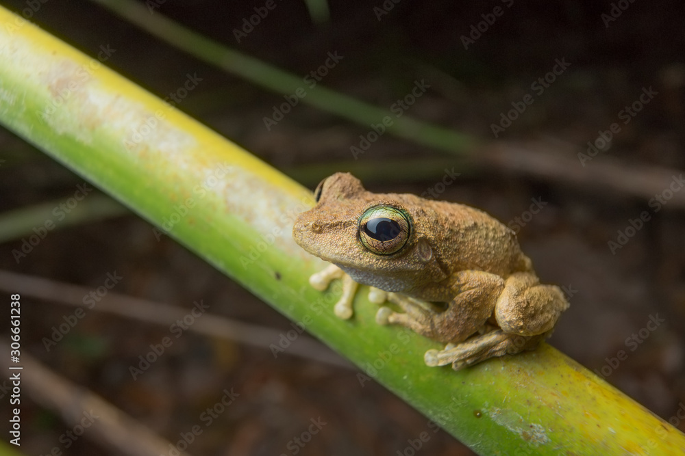 Fototapeta premium Frog on a Vine