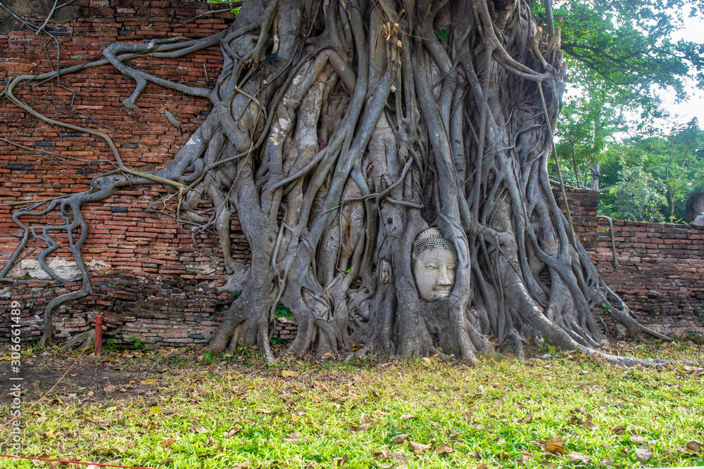 Buddha head embedded in a Banyan tree at Wat Mahathat, Ayutthaya, Thailand Buddha head embedded in a Banyan tree at Wat Mahathat, Ayutthaya, Thailand