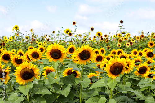 Field of sunflowers