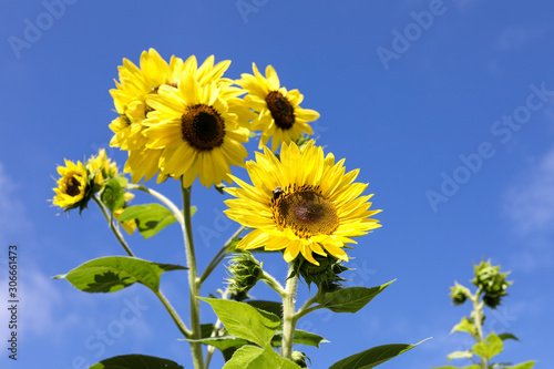 Tall yellow sunflowers and bumblee. Bright blue summer sky