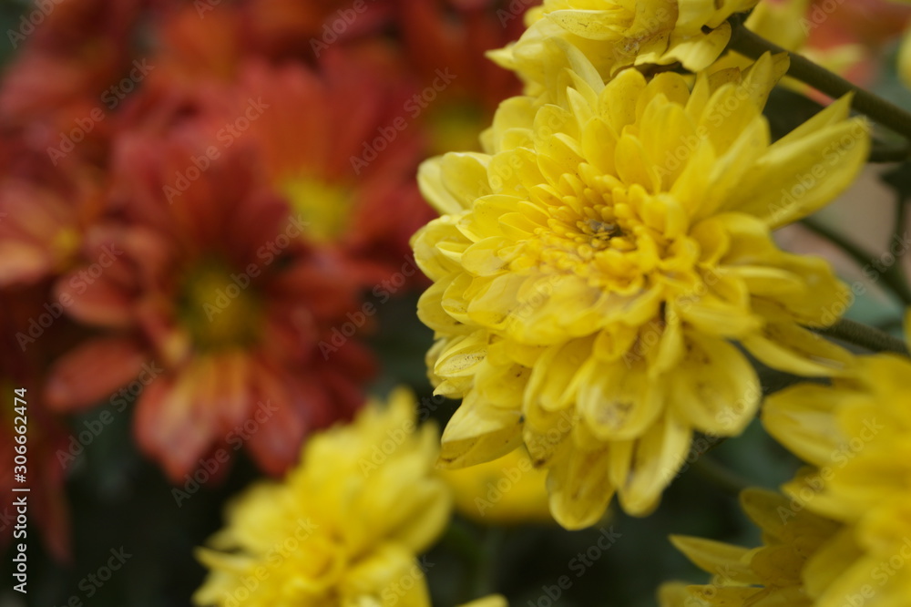 yellow flowers in the garden yellow flowers in the garden